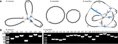 Comparative analysis of mitochondrial genomes of Broussonetia spp. (Moraceae) reveals heterogeneity in structure, synteny, intercellular gene transfer, and RNA editing